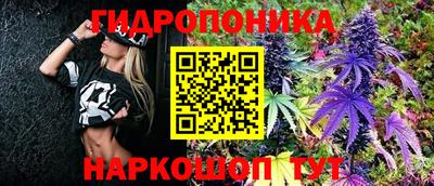 шишки Аргун